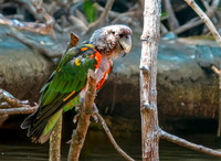 Brown necked parrot
