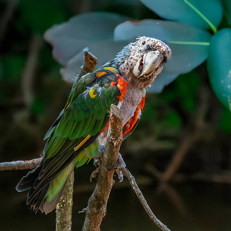 Brown necked parrot