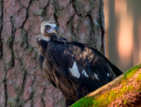 Cinereous vulture
