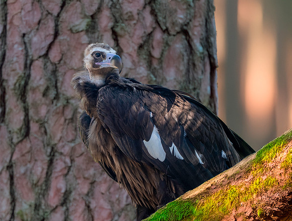 Cinereous vulture