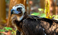 Cinereous vulture