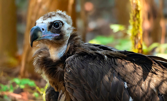 Cinereous vulture