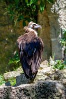 Cinereous vulture