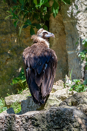 Cinereous vulture