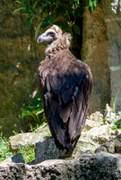 Cinereous vulture