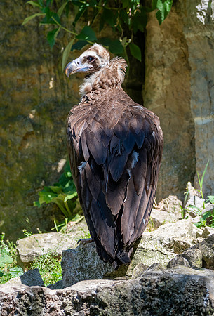 Cinereous vulture