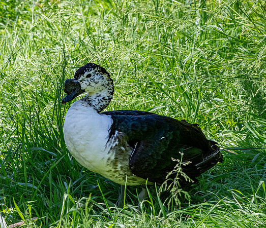 Comb duck