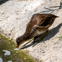 Common gallinule