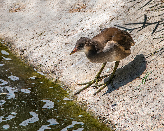 Common gallinule