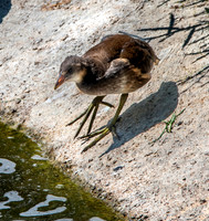 Common gallinule