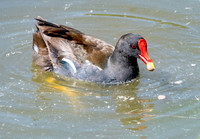 Common gallinule