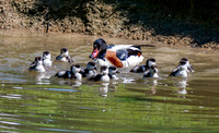 Common shelduck