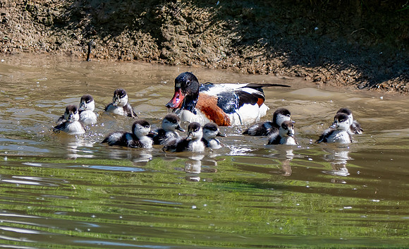 Common shelduck