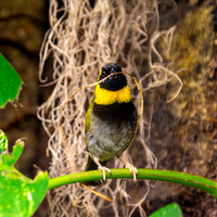 Cuban grassquit