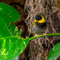 Cuban grassquit