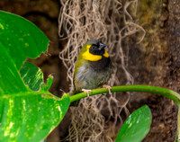 Cuban grassquit