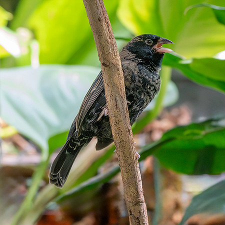 Blue black grassquit, male