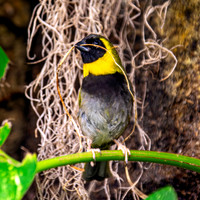 Cuban grassquit