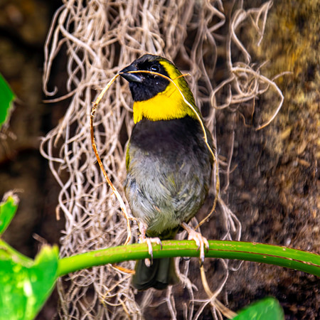 Cuban grassquit