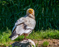 Egyptian vulture