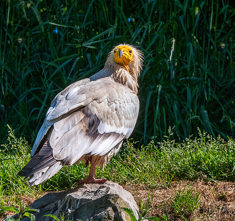 Egyptian vulture