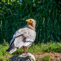 Egyptian vulture