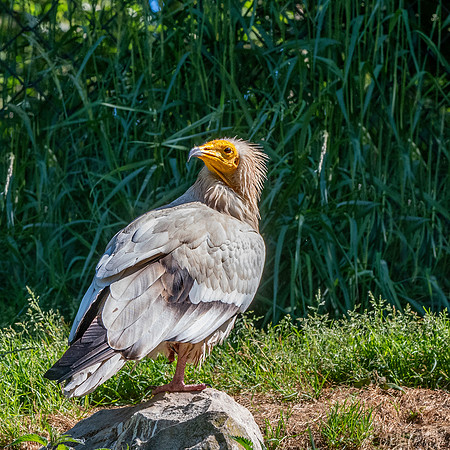 Egyptian vulture