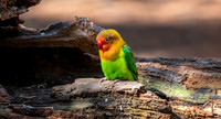 Fischer's lovebird