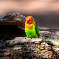 Fischer's lovebird