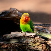 Fischer's lovebird