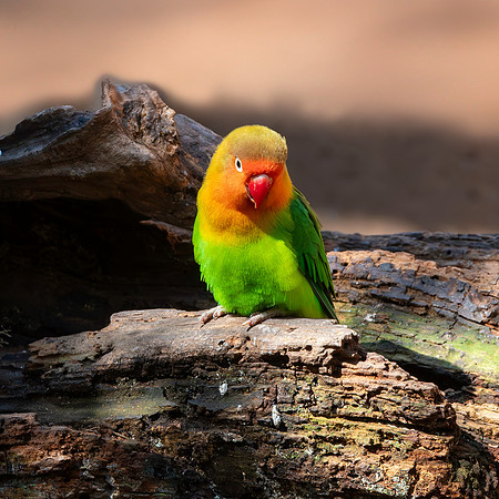 Fischer's lovebird