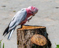 Galah