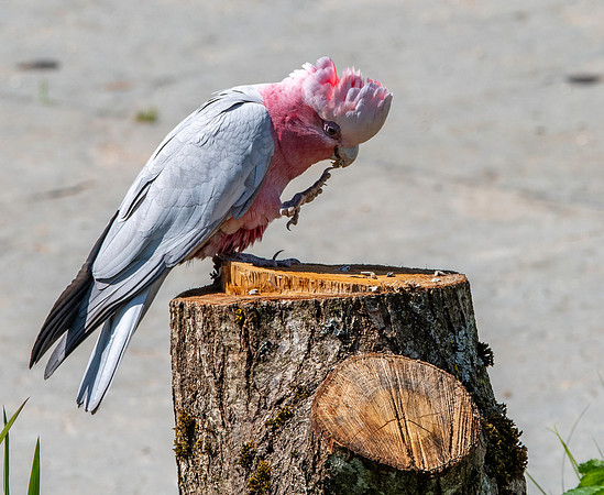 Galah