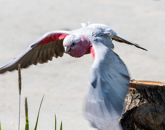 Galah, flying
