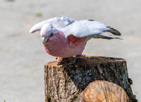 Galah