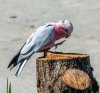 Galah
