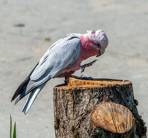 Galah