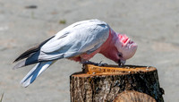 Galah