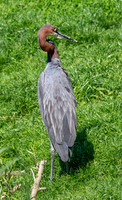 Goliath heron
