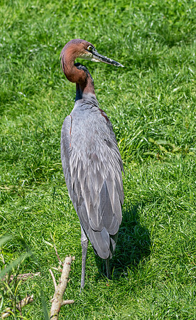 Goliath heron