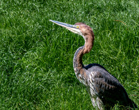 Goliath heron