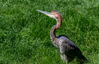 Goliath heron