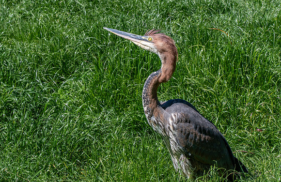 Goliath heron