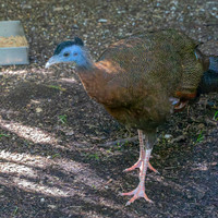 Great Argus pheasant
