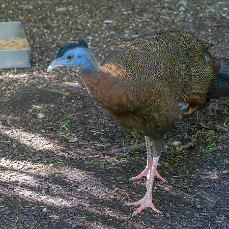 Great Argus pheasant