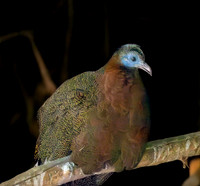 Great Argus pheasant