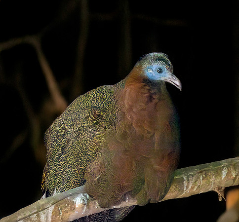 Great Argus pheasant
