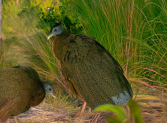 Great Argus pheasant