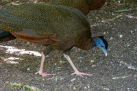 Great Argus pheasant