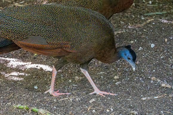 Great Argus pheasant